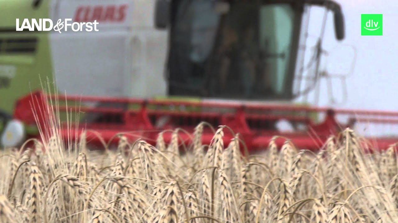 Hofreport aus Niedersachsen: Gerste im Lager, Raps verhagelt