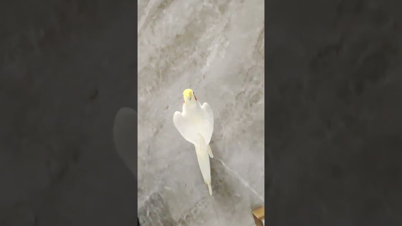 Adorable Cockatiel's Cute Singing Moments 💖🦜☺️ #cockatielscraze #birdsinging