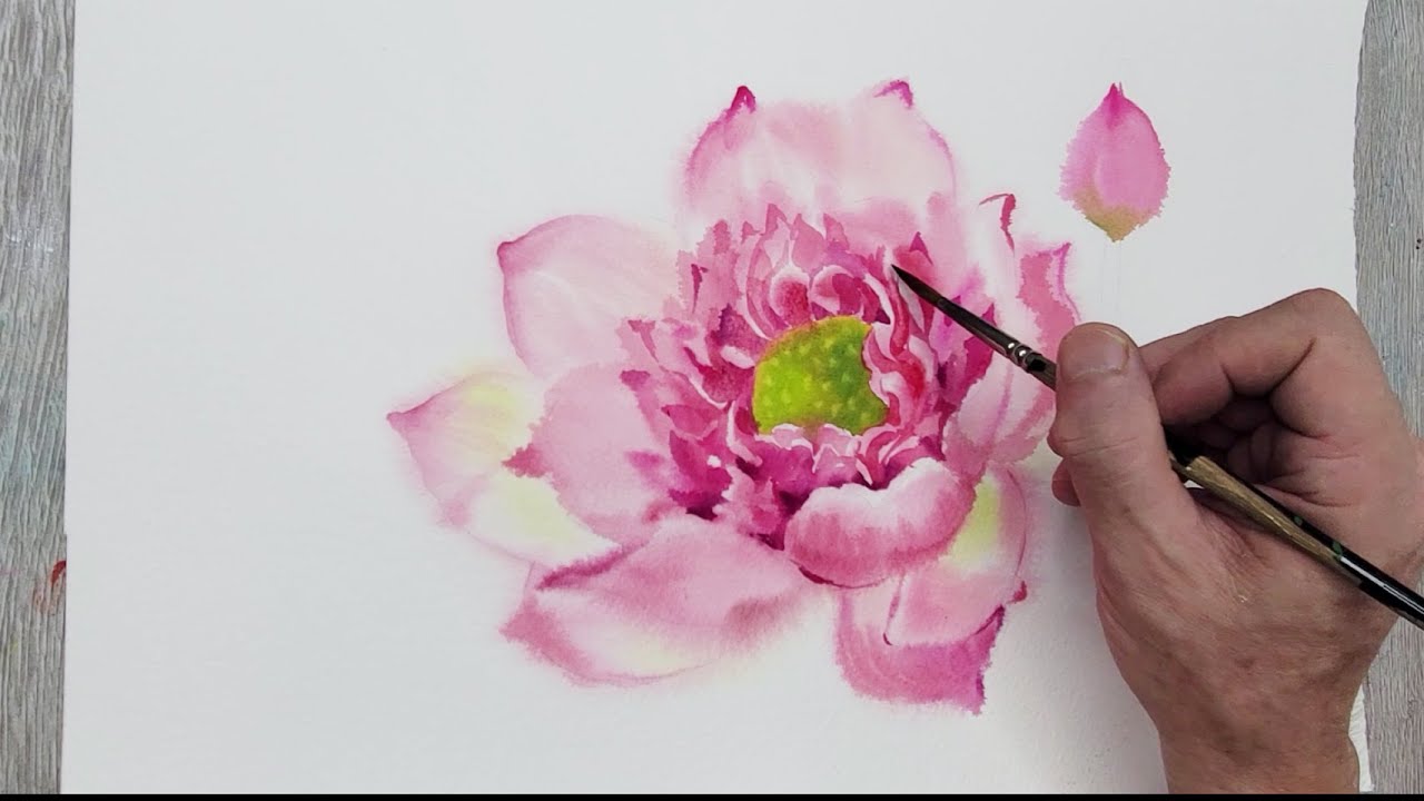 水彩畫荷花how to paint lotus flower in watercolor wet on wet