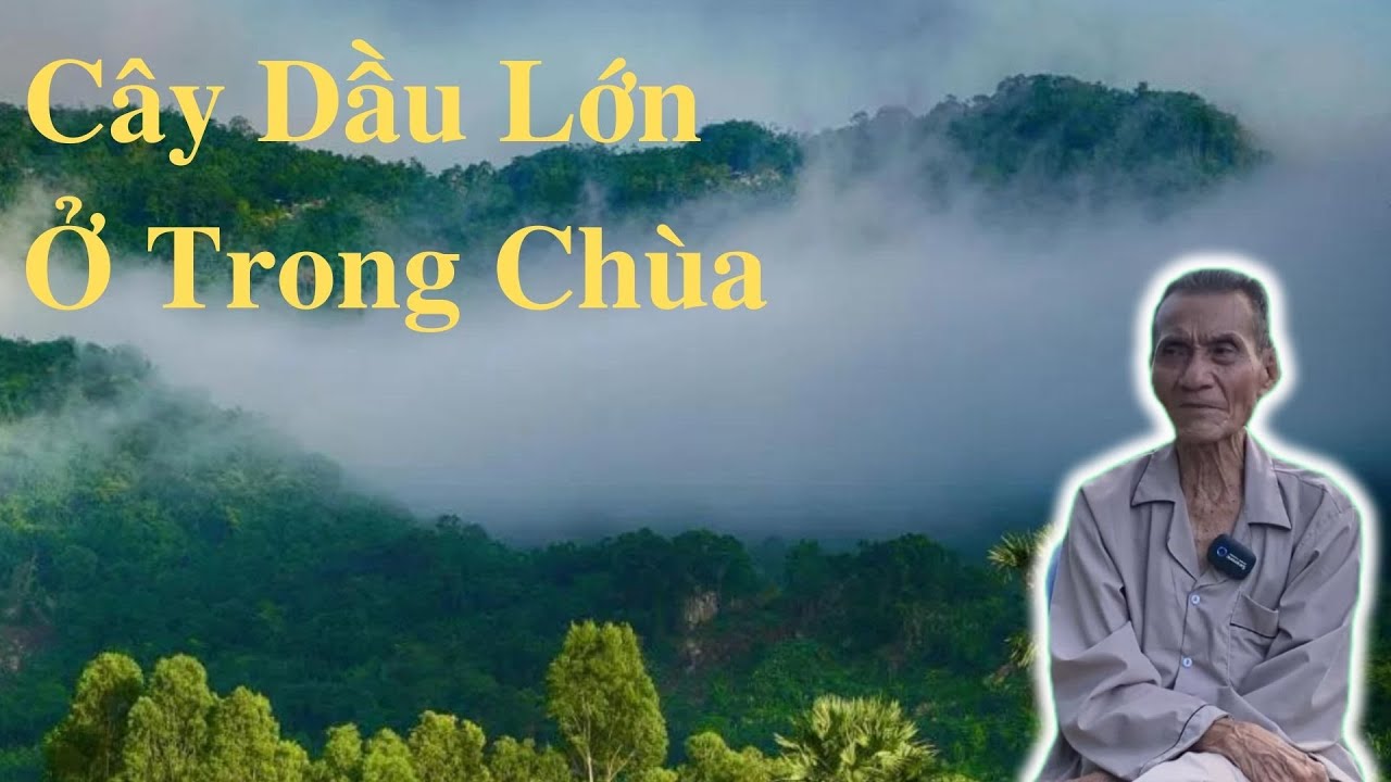 Ông Út Kể Chuyện Cây Dầu Lớn Ở Trong Chùa