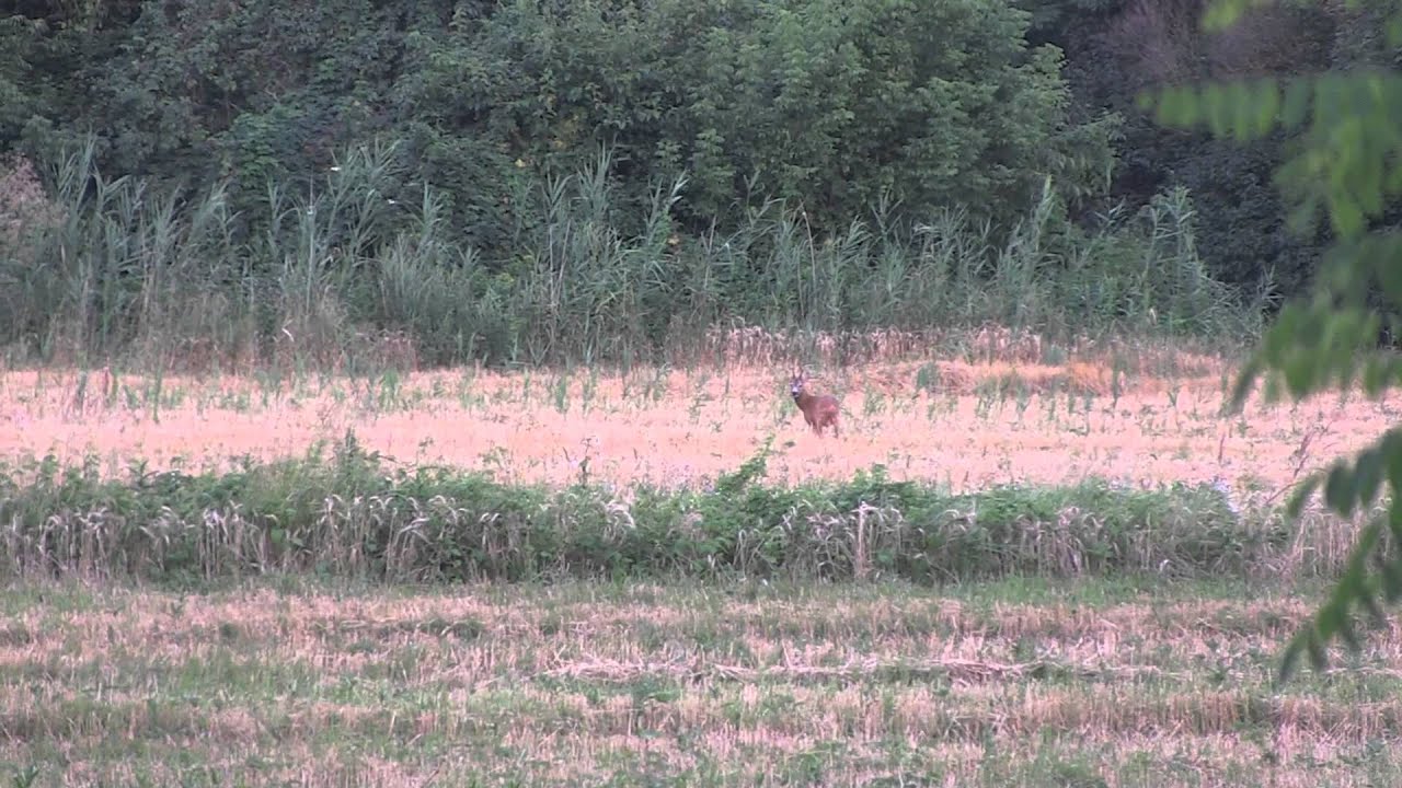 WILD Jaeger KH Roe deer  Hungary