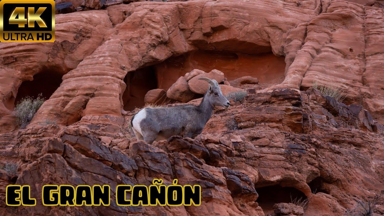 ARIZONA, Habitantes SALVAJES En El Gran Ca&ntilde;on: La FAUNA Del INFIERNO Rojo En Un MUNDO Perdido