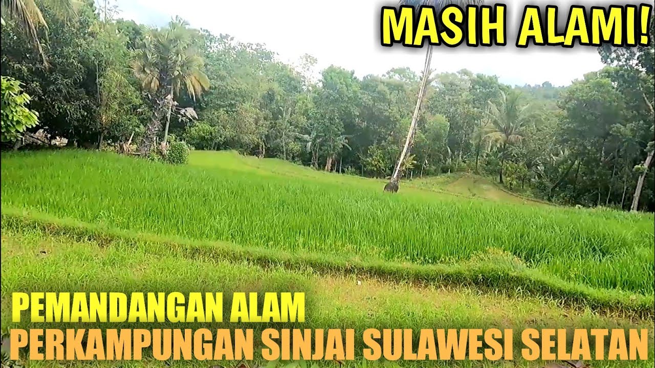 MASIH ALAMI! Pemandangan Alam Kampung Sinjai Sulawesi Selatan