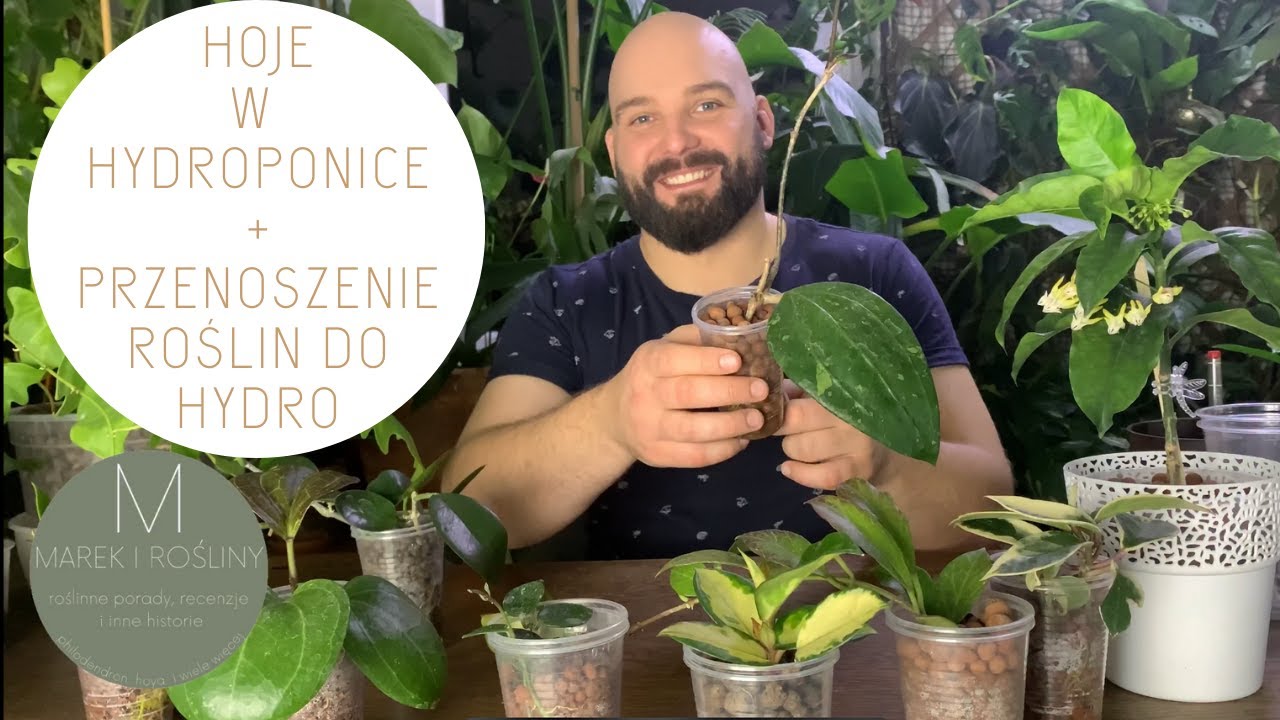 Hoje w hydroponice i przenoszenie roślin do hydroponiki