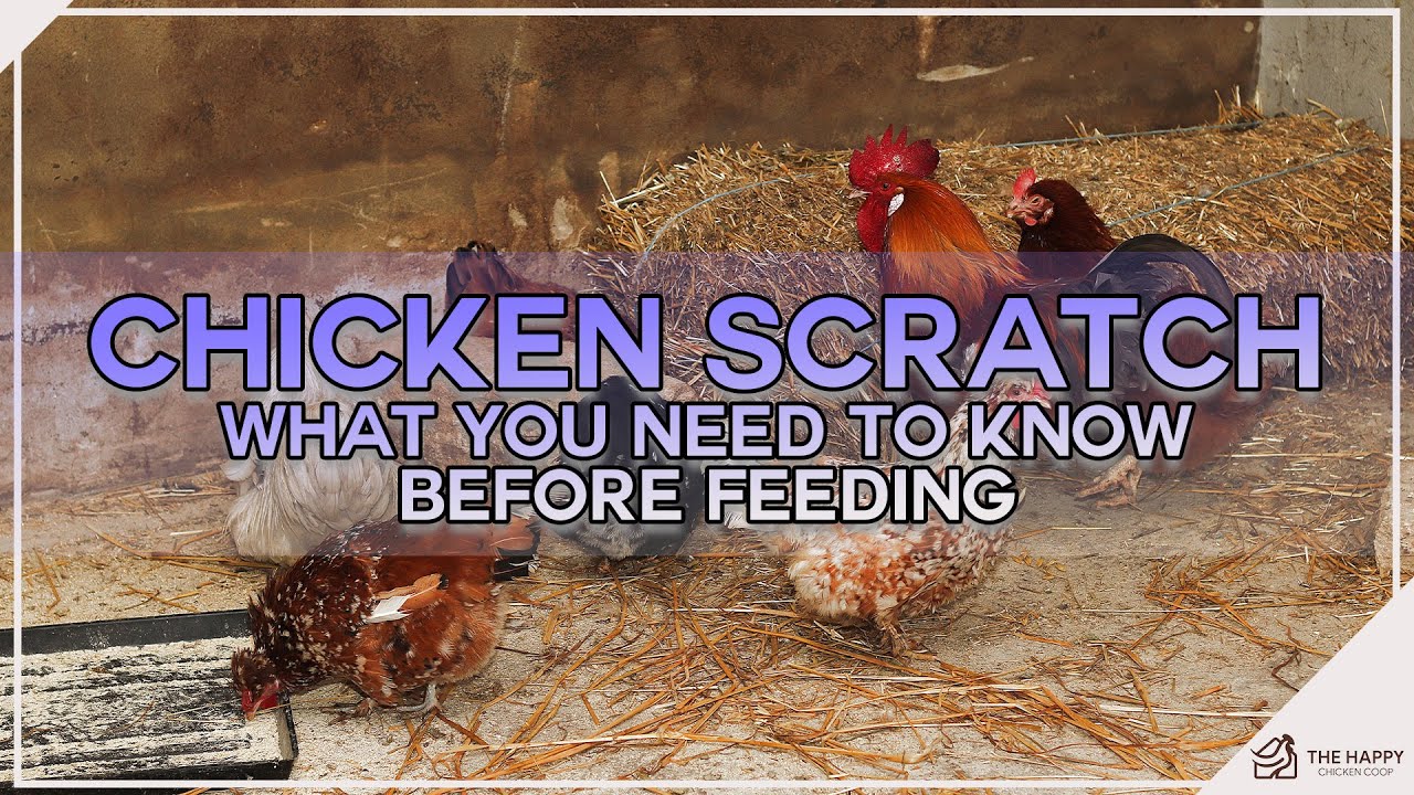 Chicken Scratch And What You Need To Know Before Feeding