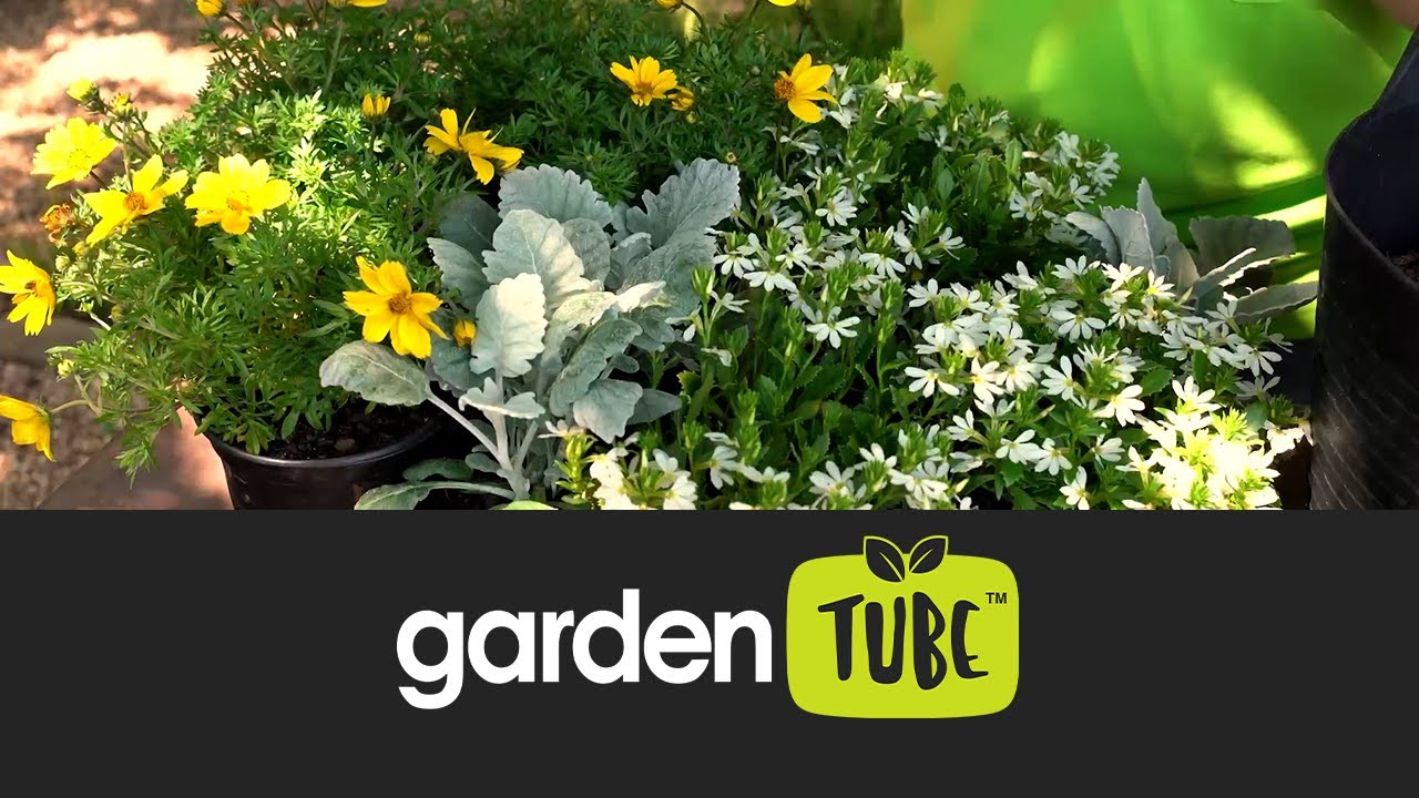 Summer garden fillers