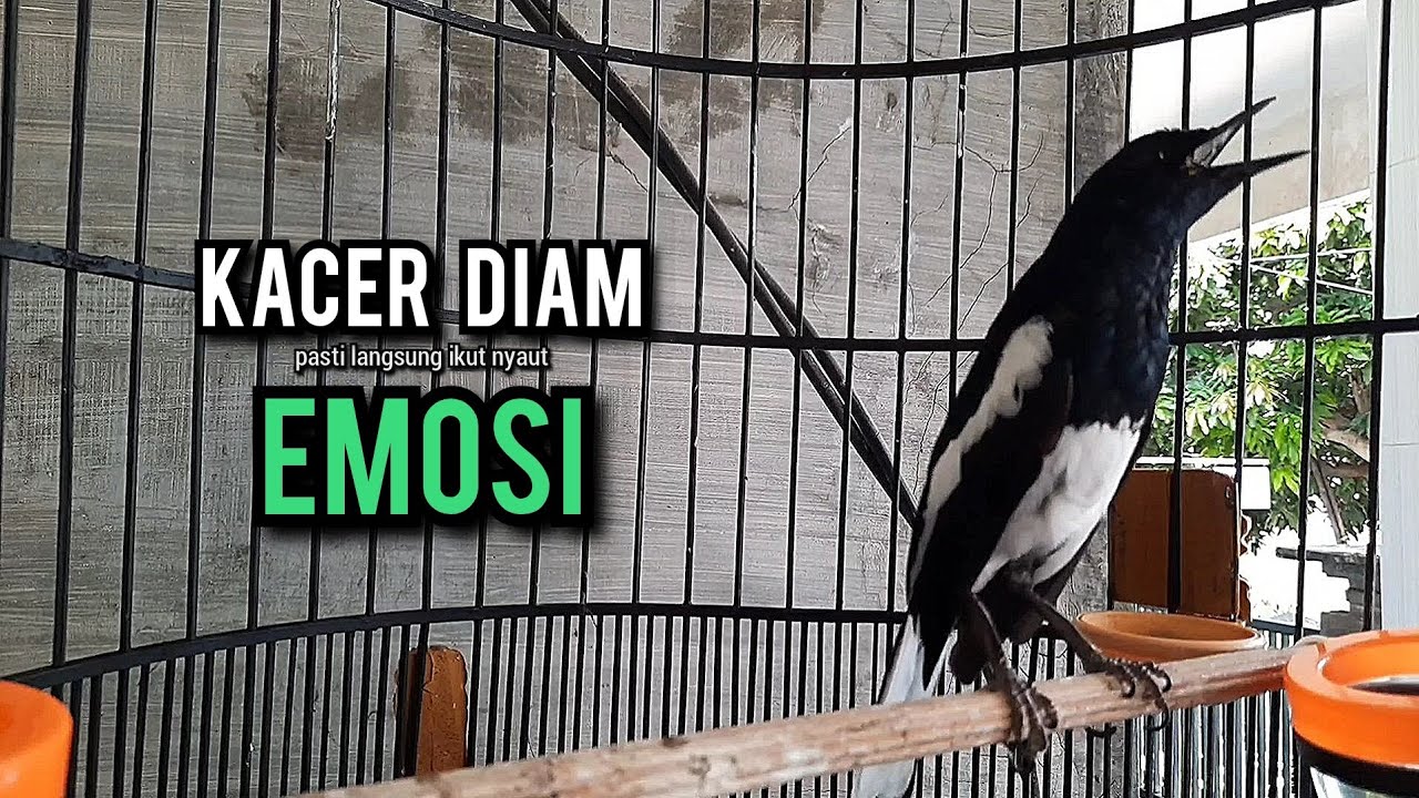 kacer gacor NGEPLONG tarung ini paling ampuh buat PANCINGAN KACER agar EMOSI NYAUT