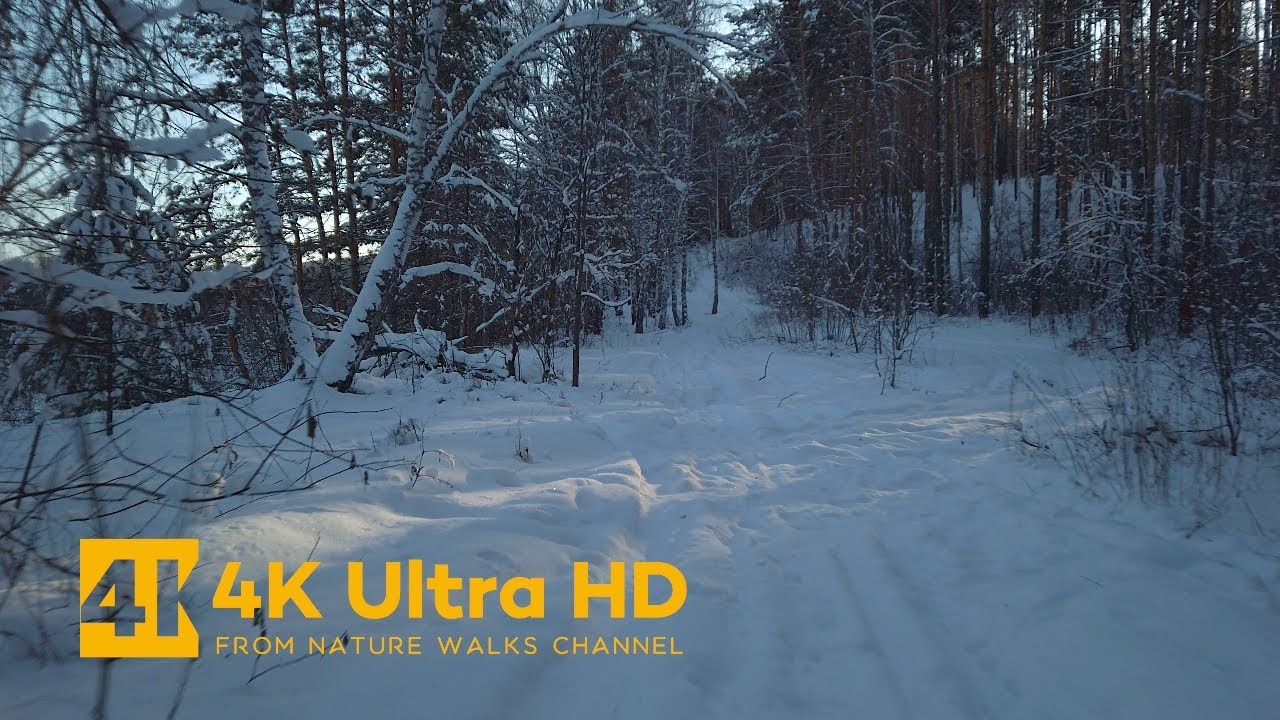 A Small Morning Walk in the Winter Forest