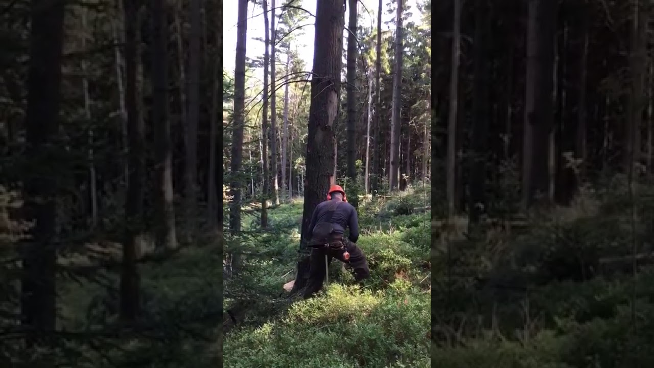 vejmutovky & Solo 675