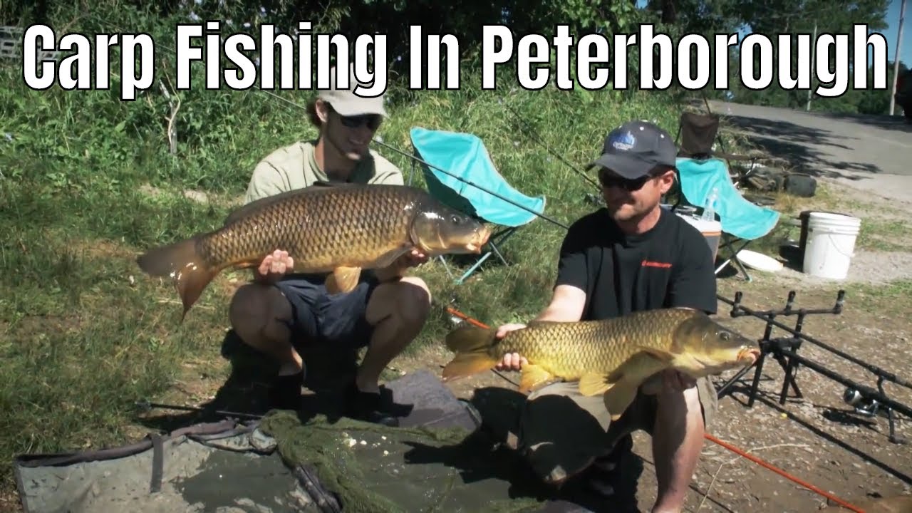 Городская рыбалка на карпа в Питерборо, Онтарио | Fish'n Canada