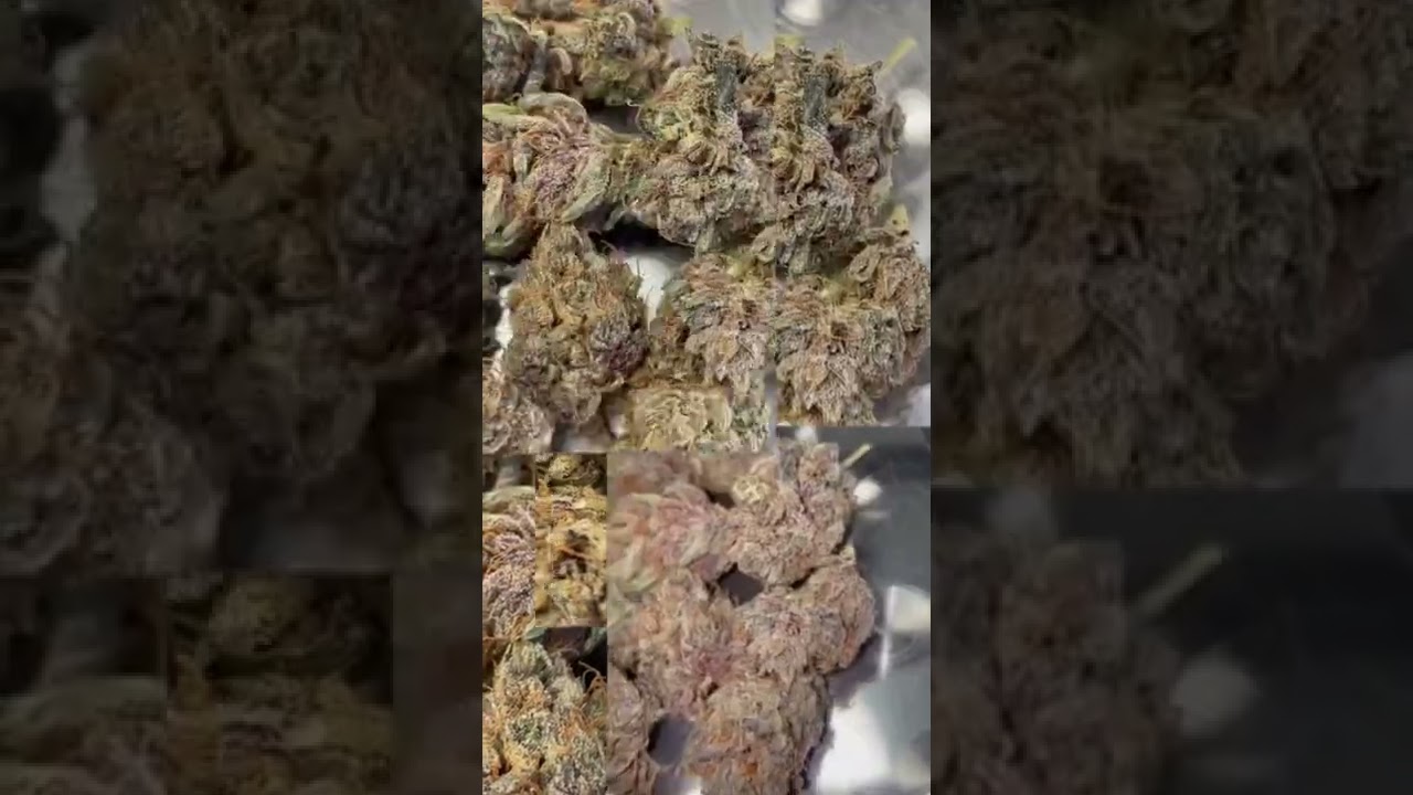 The Best Indoor Smokable Hemp Flower - Purple Octane! #shorts #hemp #cannabis