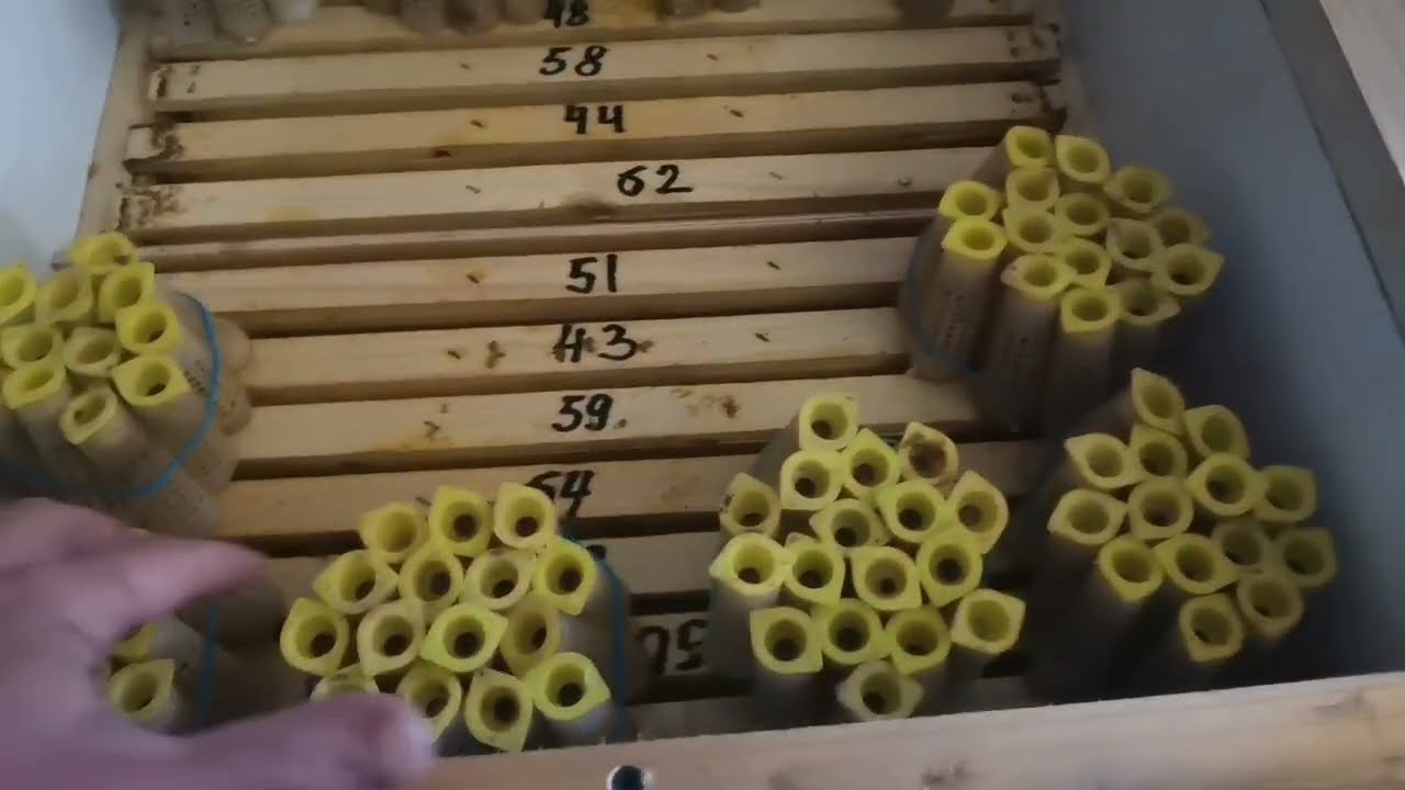 Работа инкубаторов. Матки в наличии.