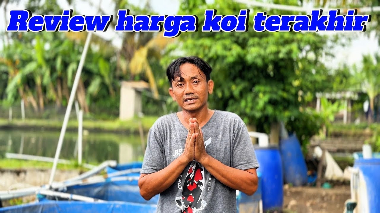 Petani koi ini ‼️review harga koi terakhir ‼️buruan