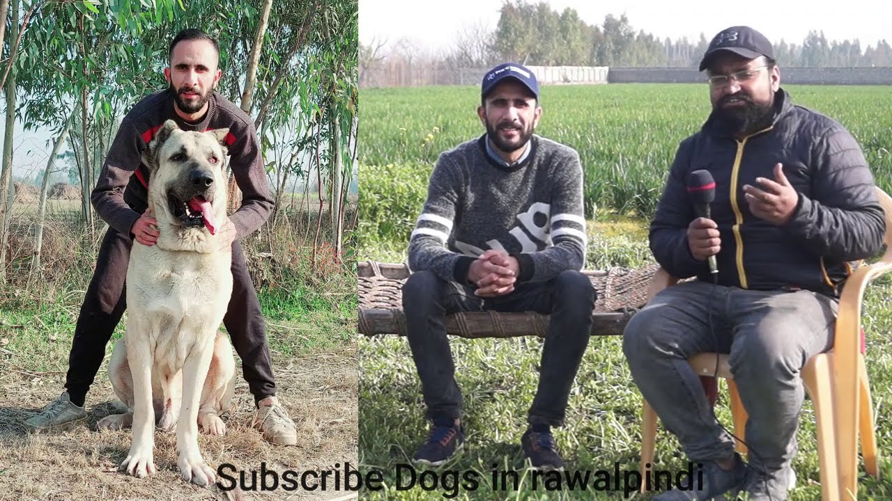 Turkish Kangal and Bakarwal Dog Kennel@DOGS IN RAWALPINDI