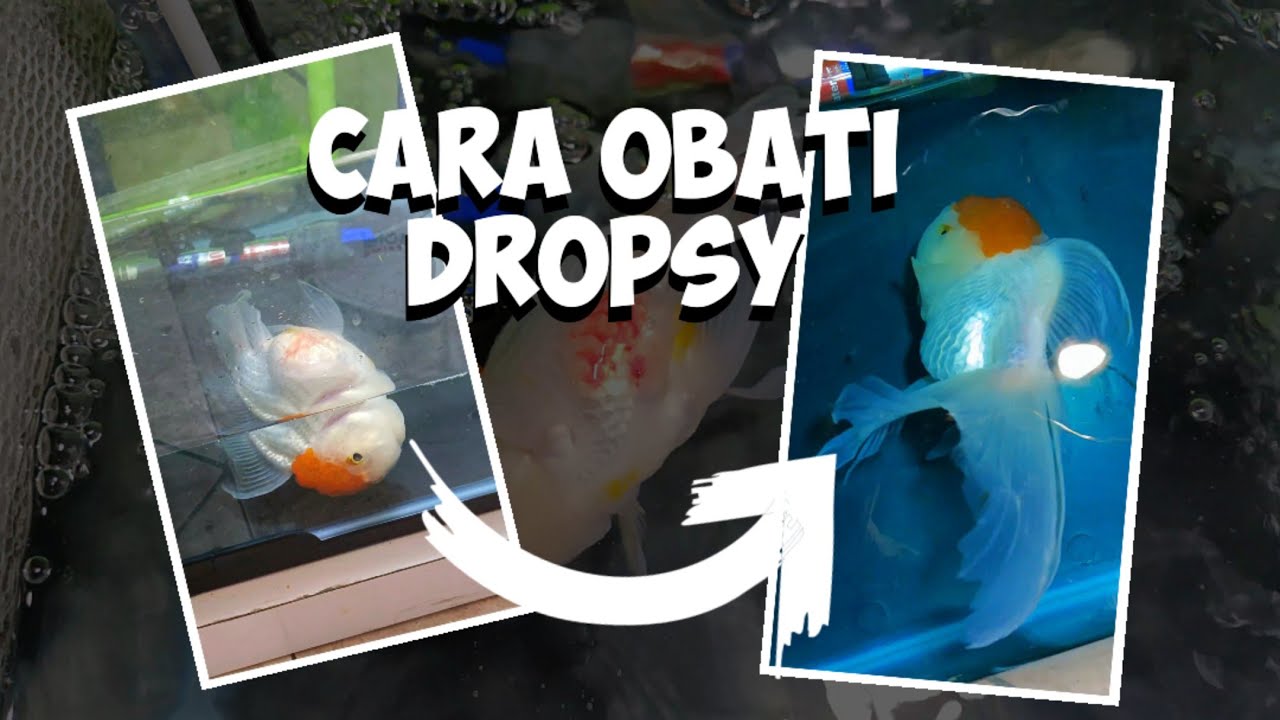 Cara Obati Penyakit Sisik Nanas (Siknas/Dropsy) pada Ikan Mas Koki