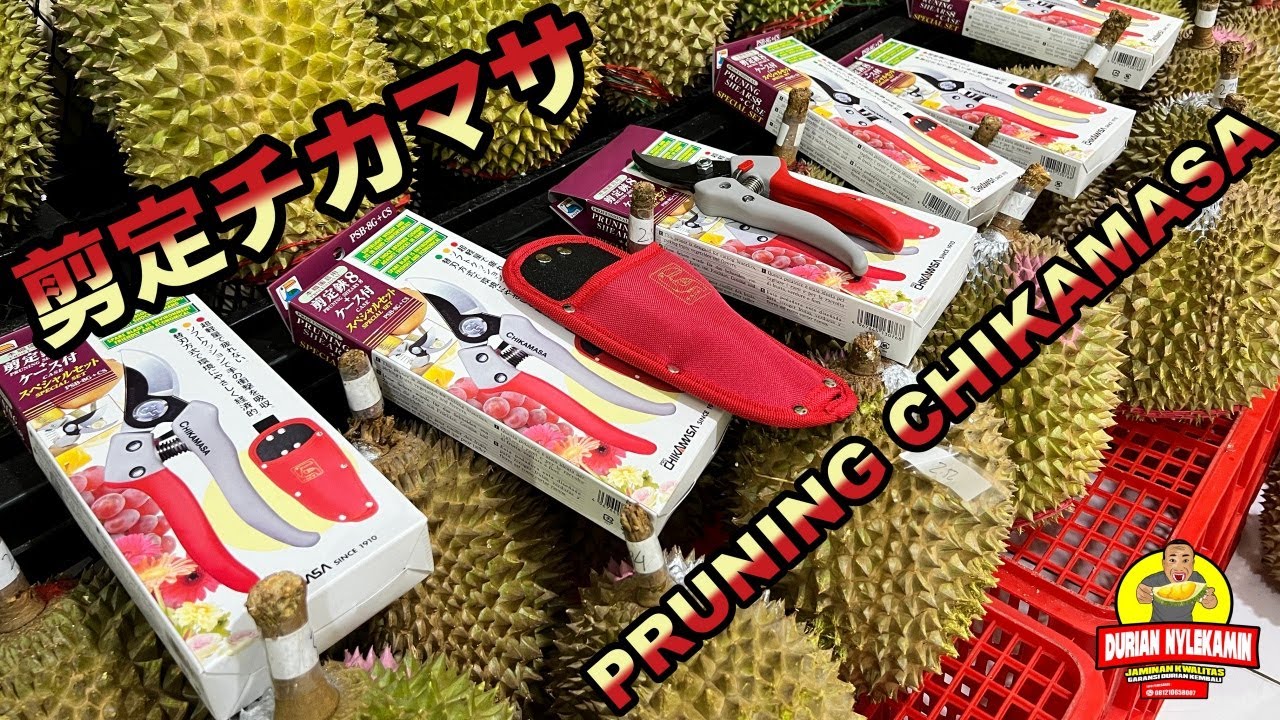 剪定チカマサ - REVIEW GUNTING PRUNING CHIKMASA MADE IN JAPAN - #duriannylekamin #pruning #chikamasa