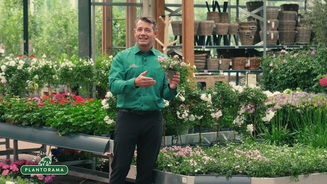 Tvillingeblomst | Plantorama
