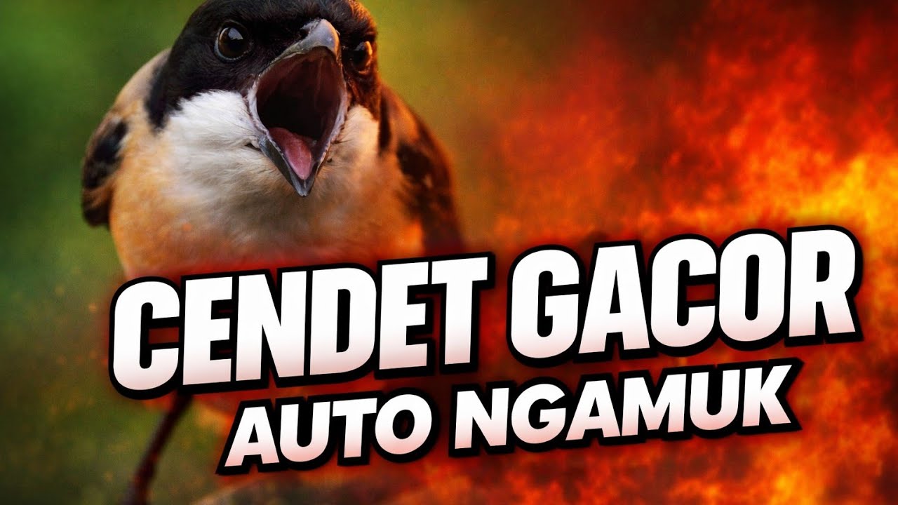 Pancingan cendet gacor lawan auto ngamuk