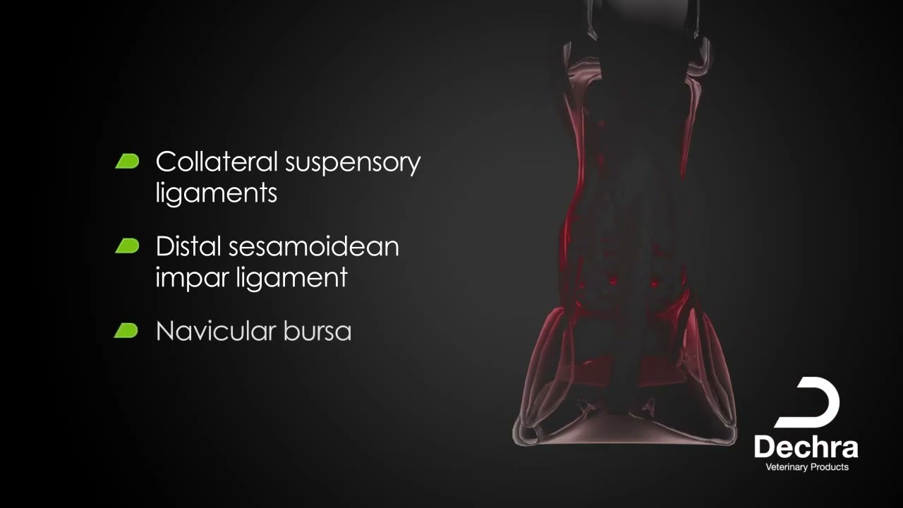 Diagnosticando a Síndrome Navicular