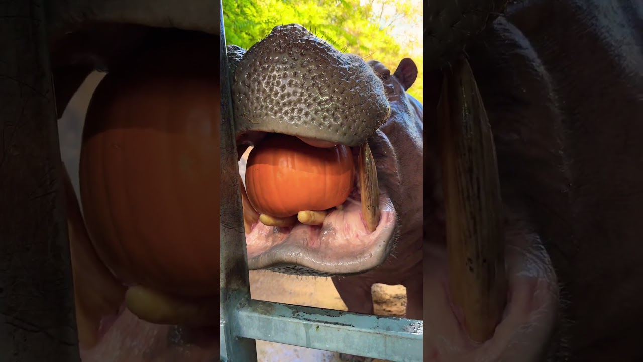 Timothy the hippo is doing some pumpkin smashing! 🎃🦛 #animals #hippo #cuteanimals