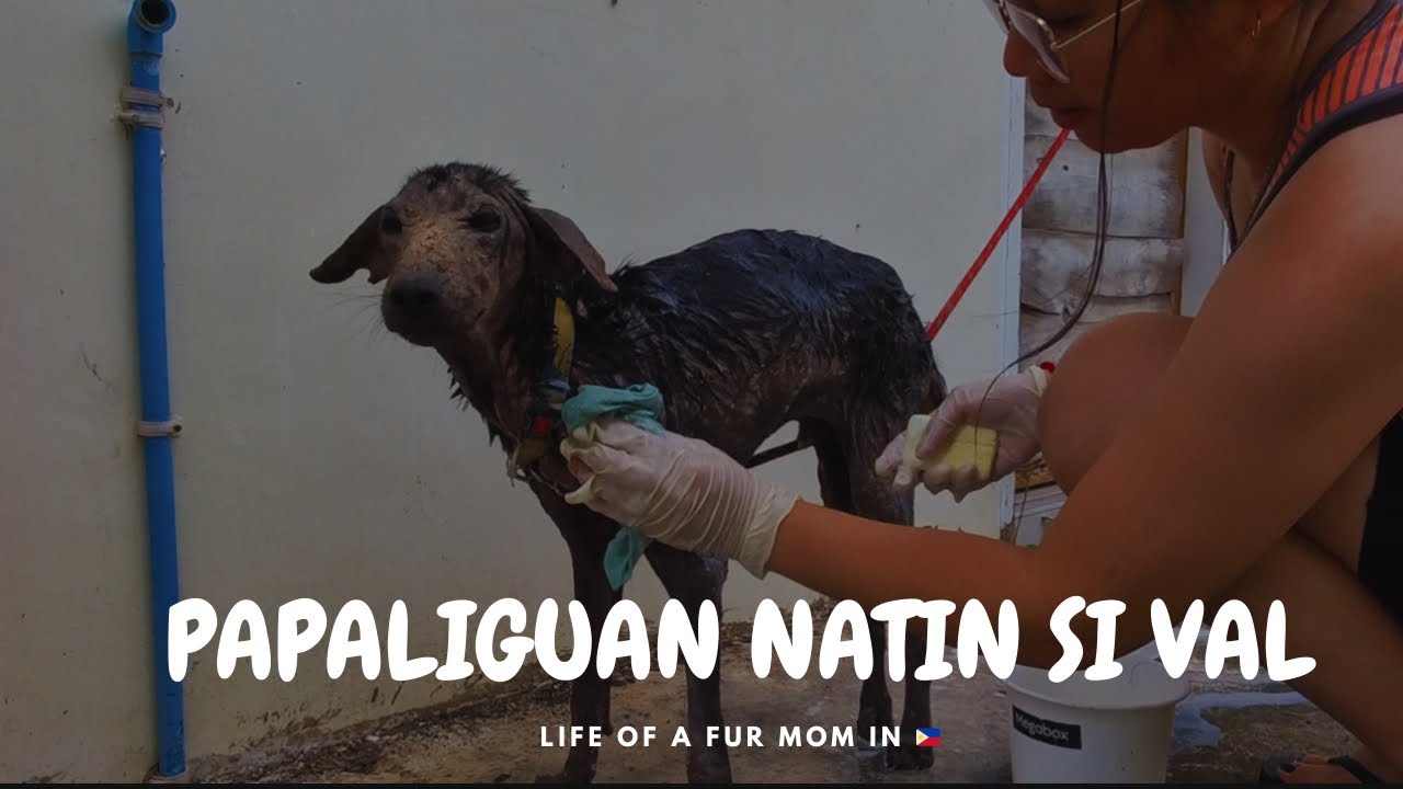 FUR MOM LIFE UPDATE 👩🏻‍🦰 | ANG PAPALIGUAN NATIN SI VAL ANG BAGONG RESCUE NI MOMA..