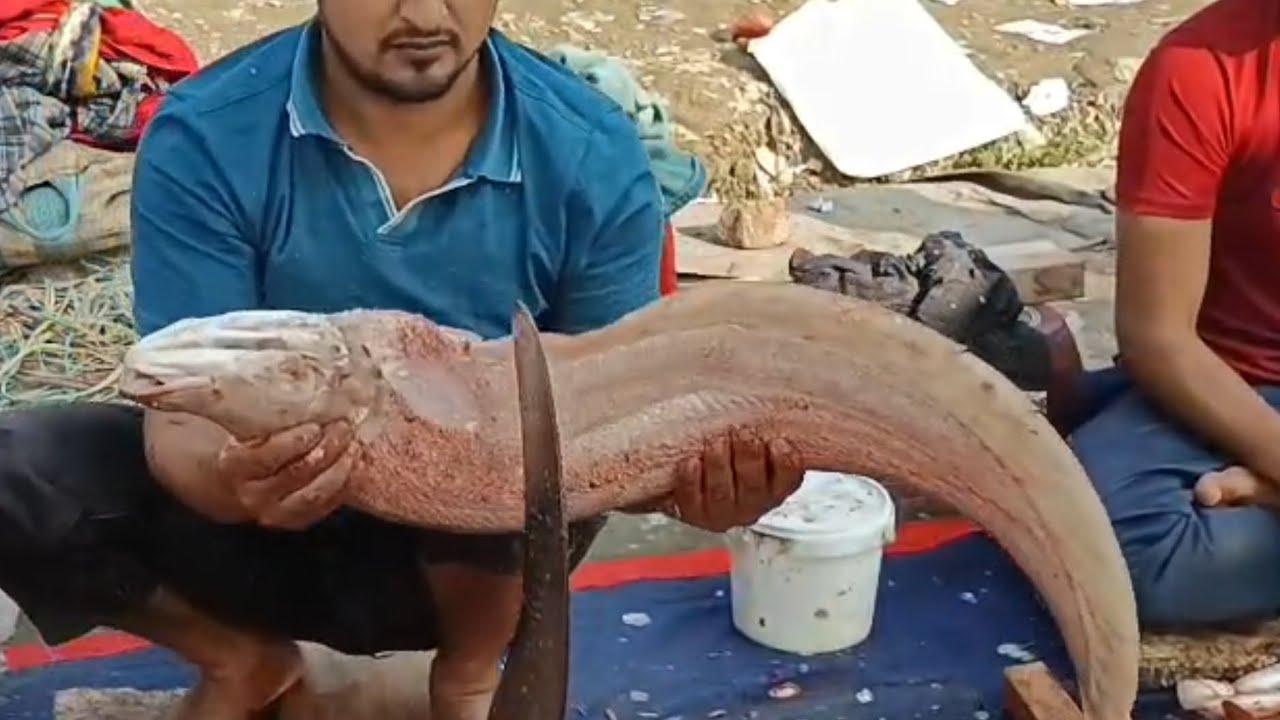 Amazing Chital Fish Cutting Skill, চিতল মাছ কাটার অসাধারণ দক্ষতা