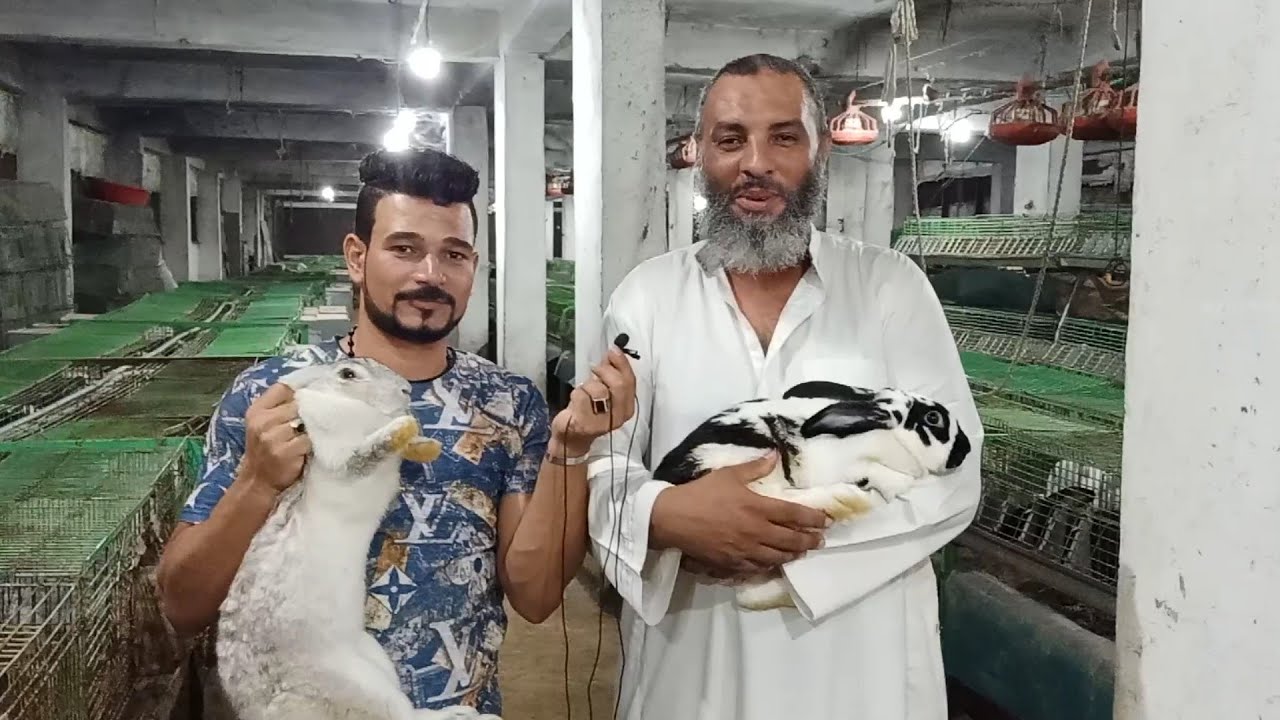 ارانب الخير شف وتعلم الوان وانواع واشكال وصفات سلالات الارانب،237