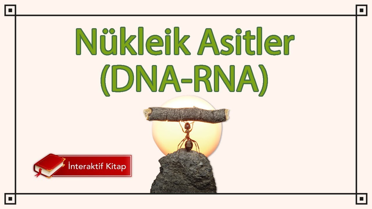 AYT Biyoloji | Nükleik Asitler (DNA - RNA) #sayfa134