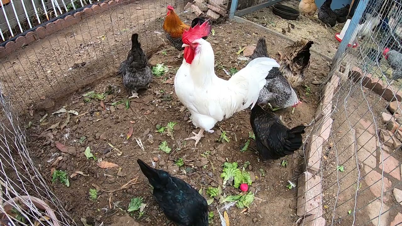 Backyard Chickens Long Compilation Sounds Noises ASMR Hens Clucking Roosters Crowing!