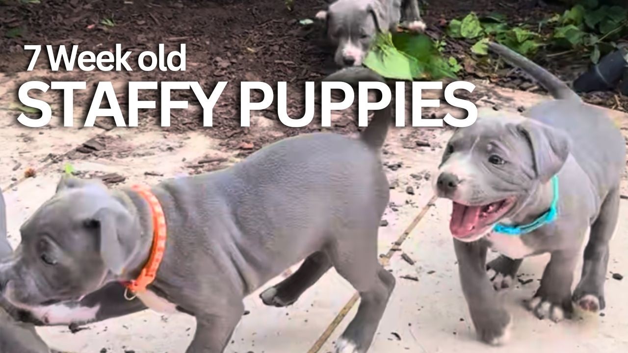 A Litter Staffordshire Bull Terrier Puppies Playing in the Garden