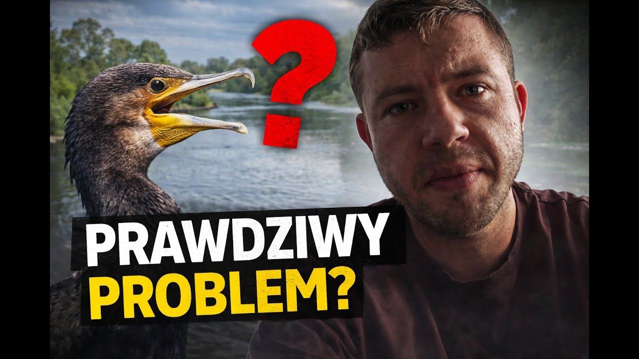 Kormoran a ryby – fakty, liczby i badania. Kto naprawdę niszczy łowiska?