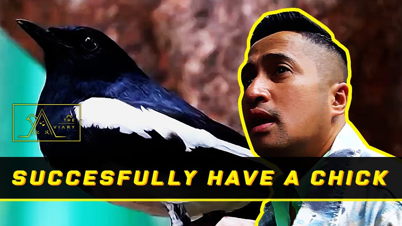 18th Episode - Oriental Magpie-robin, The First Bird Who Successfully Have a Chick In The Aviary