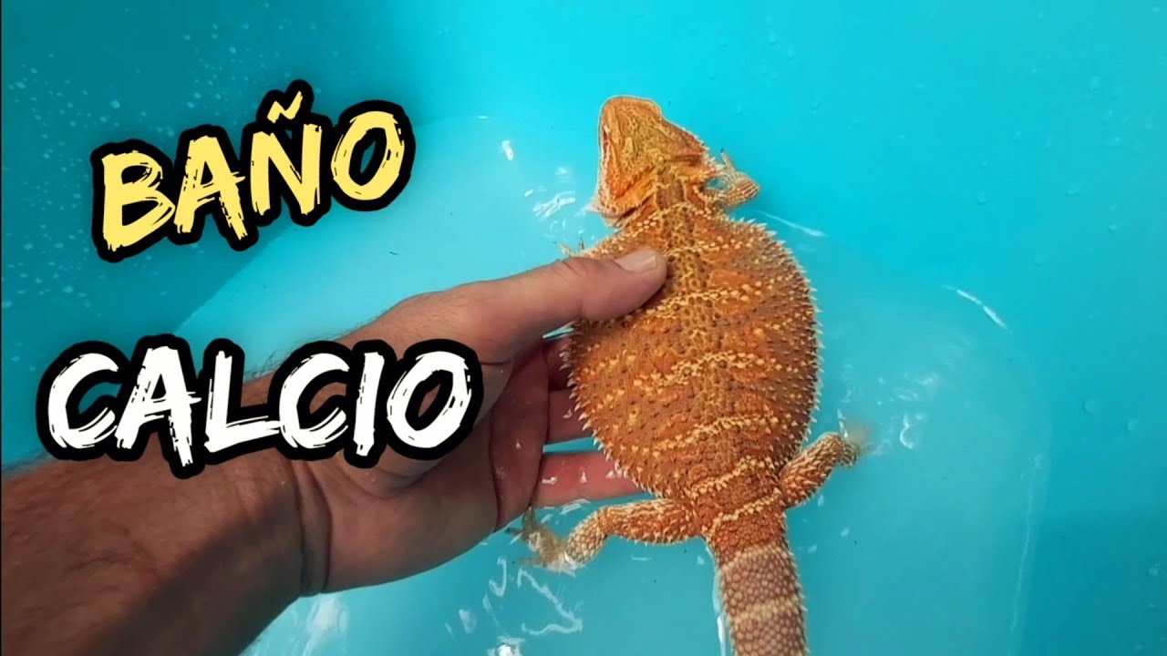 bañar a tu pogona con calcio y Multivitaminico ,dragon barbudo