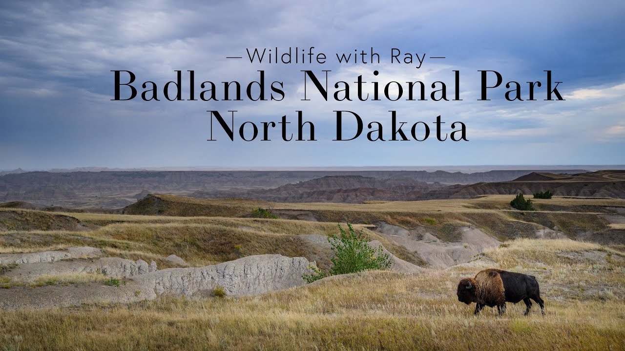 Wildlife with Ray - Badlands National Park