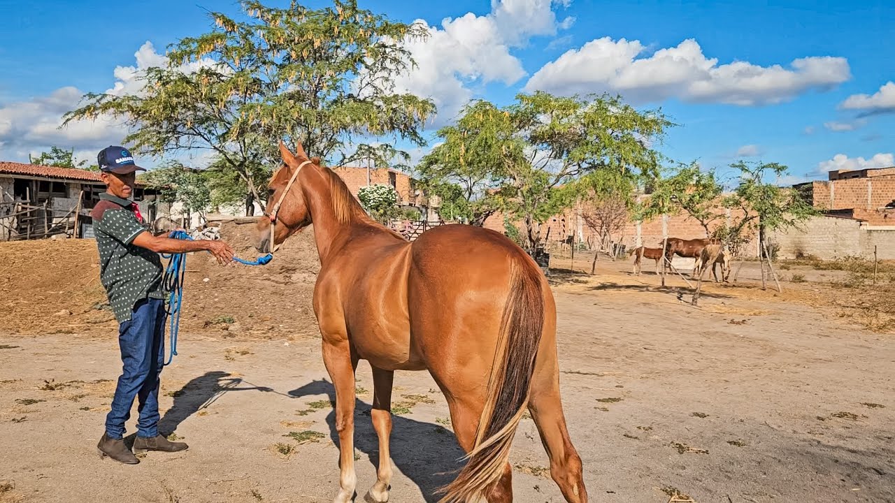 POTROS DE VAQUEJADA Á VENDA COM MEU PACEIRO PAULINHO (TEM ATÉ HOLLAND JECK)