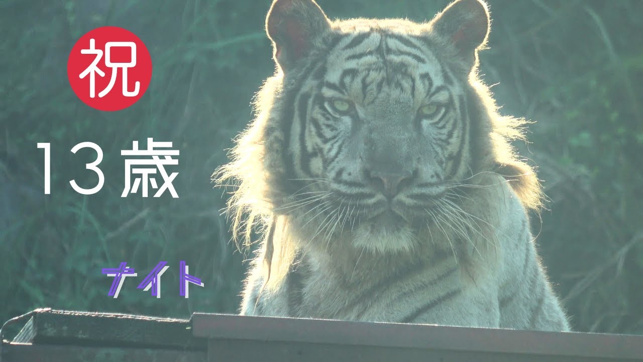【ナイト　祝  13歳】伊豆アニマルキングダム　ホワイトタイガー「ナイト」