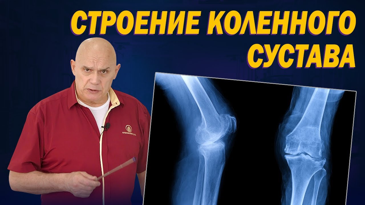 Анатомия и строение коленного сустава: Почему болят колени и что с этим делать?