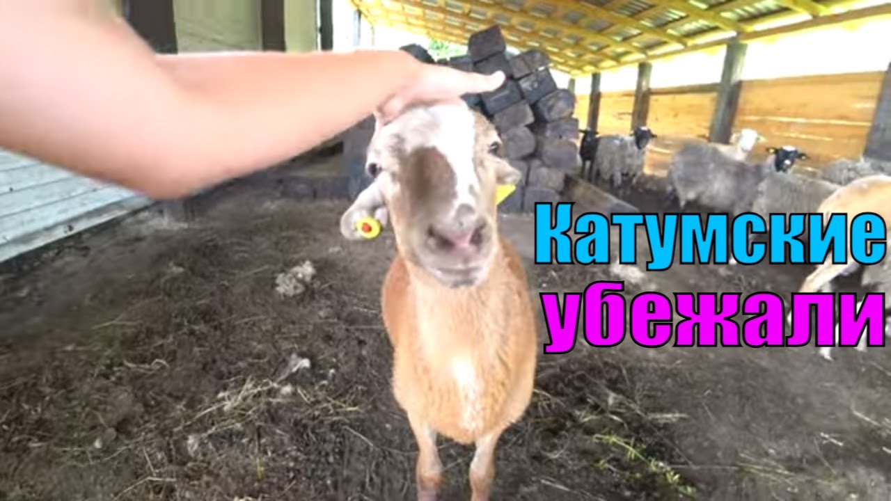 Катумские овечки Убежали / Ровняем Свалку. УСАДЬБА У ОЗЕРА