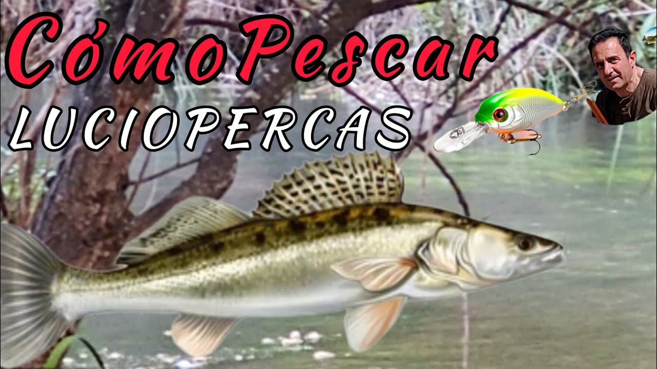 🐟🎣LUCIOPERCA, CÓMO, CUÁNDO Y DÓNDE PESCARLA. LUGARES, SEÑUELOS Y EQUIPOS. EXPLICADO PASO A PASO.