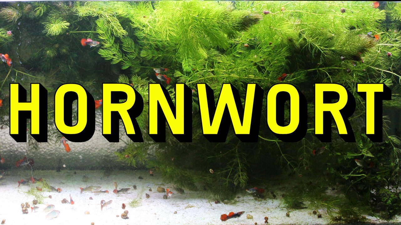 Hornwort Live Aquarium Plant Complete Guide