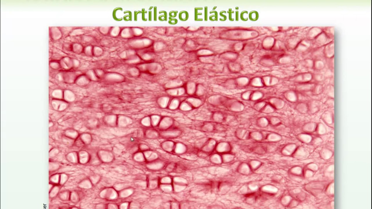3  Cart&iacute;lago El&aacute;stico, Fibroso y notas