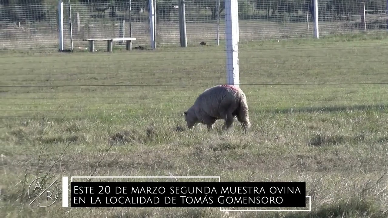 Agroregión - 12/02/2026 - Carlos Díaz
