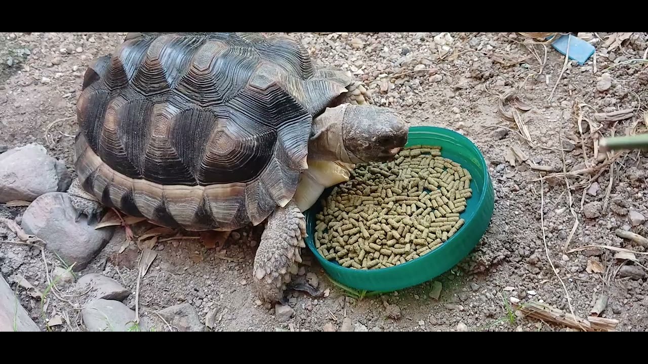Panchito almorzando tortuguin 🐢🔥