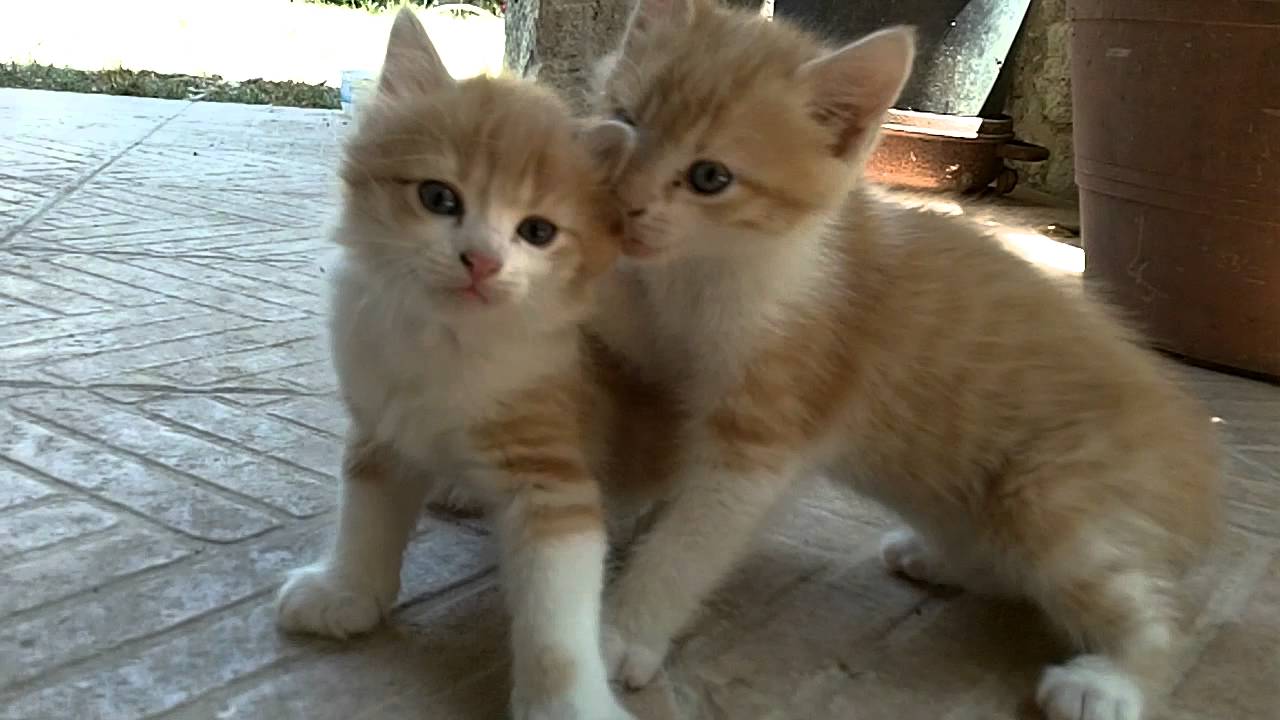 deux chatons roux trop mignons qui jouent ensemble mdrrr