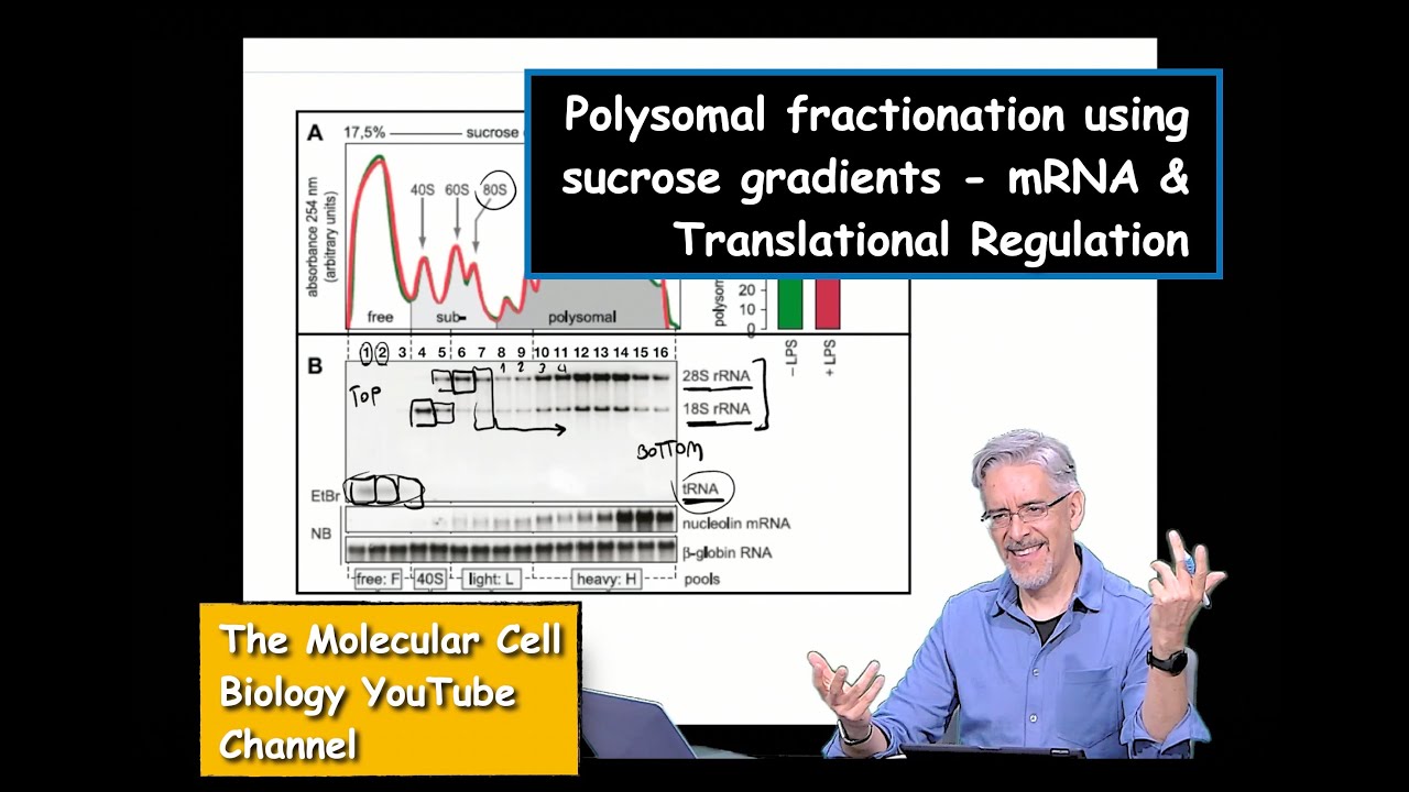 Polysomal fractionation using sucrose gradients