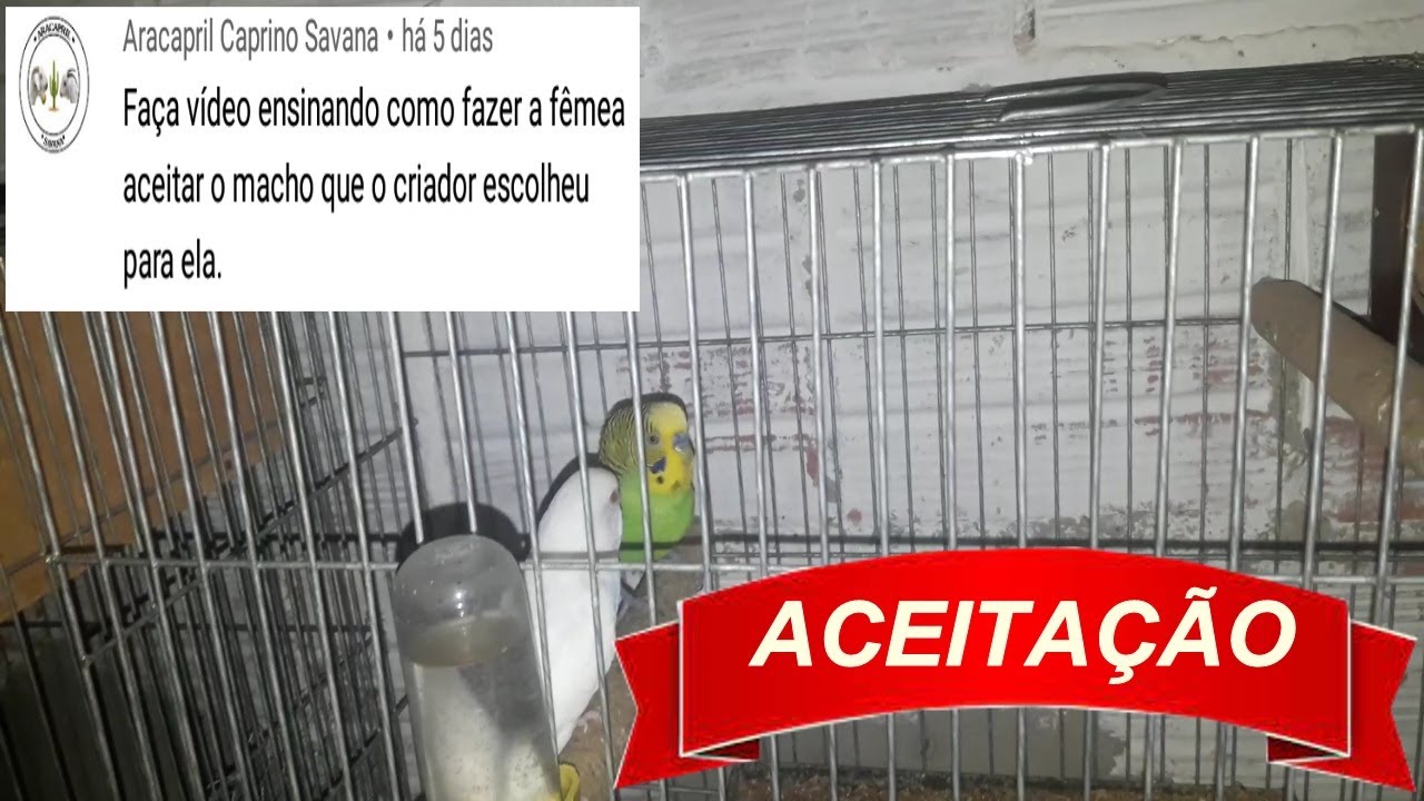 COMO FAZER OS PERIQUITO AUSTRALIANO TER ACEITAÇÃO COMO CASAL.