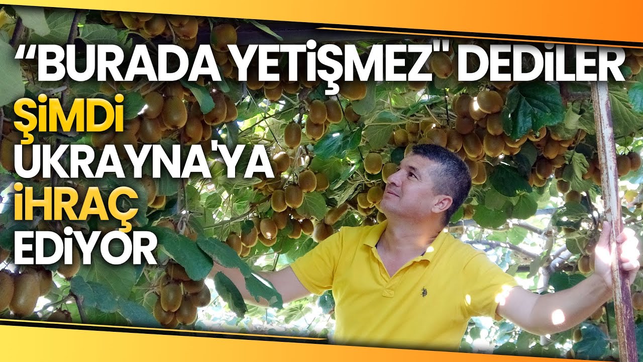 Mersin'de Kivi Yetiştirdi, Dalında 8 Liradan Alıcı Buluyor