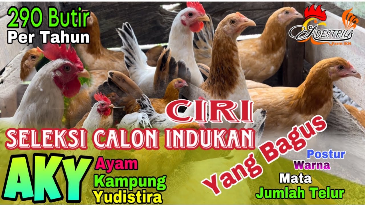 Ayam Kampung Yudistira (AKY) #Seleksi Calon Indukan ‼️ 290 butir Telur Per Tahun 👍