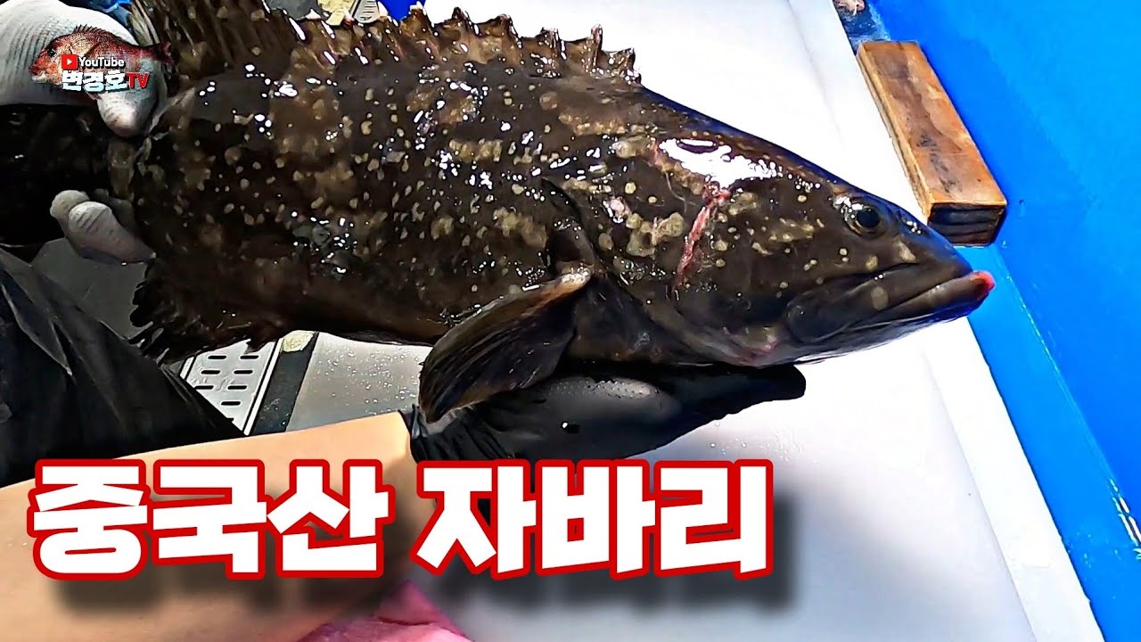 자바리 손질 자바리 회뜨기 #생선손질