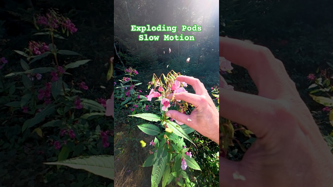 Himalayan Balsam #Explosive #Seed #Pods #slowmotion #nature #plants #wildplants #forestplants